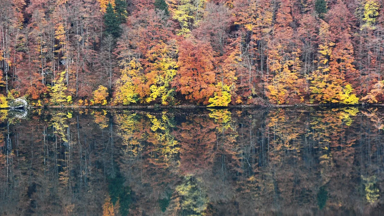 Herbstwald2 (Foto: Daniel Fasser)