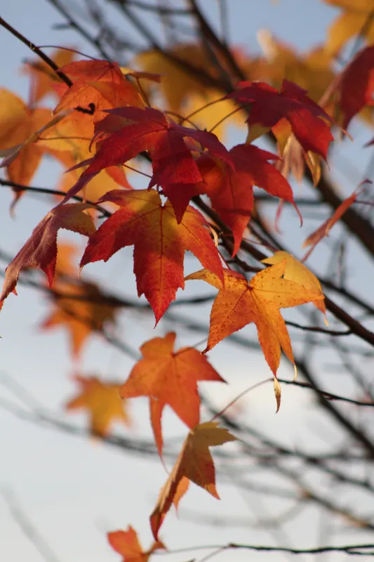Herbst (Foto: Daniel Fasser)